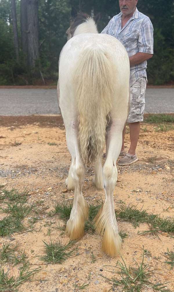 14-hand-gypsy-vanner-filly