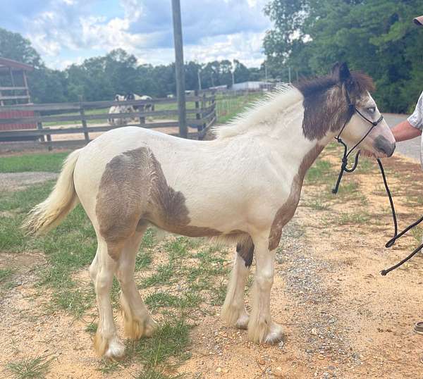 buckskin-roan-gypsy-vanner-horse