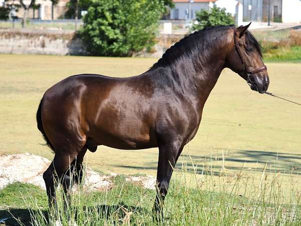 andalusian-horse