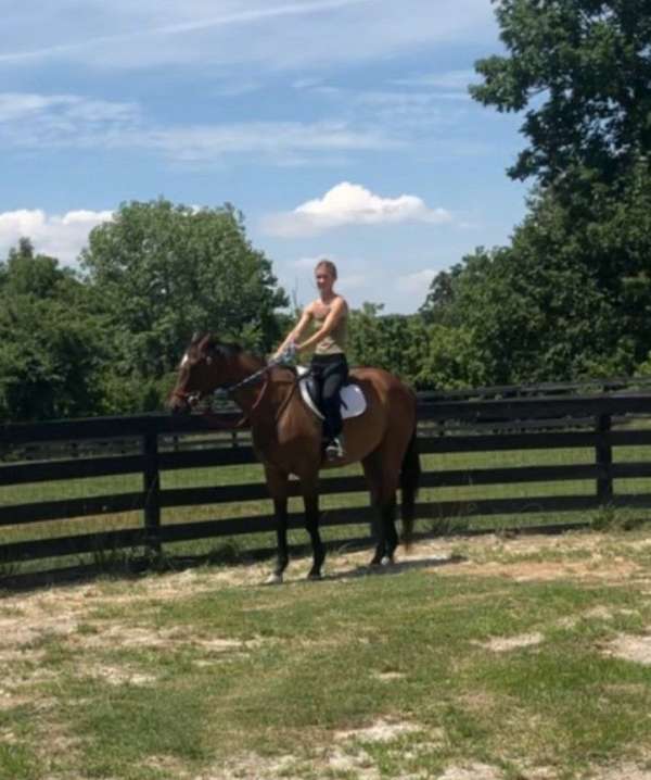 dressage-thoroughbred-horse