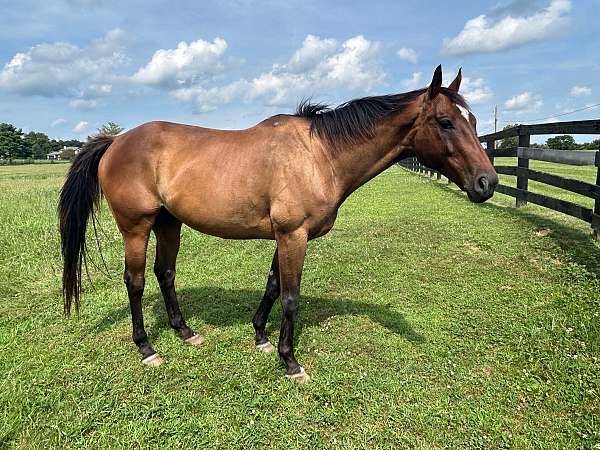 ridden-english-thoroughbred-horse