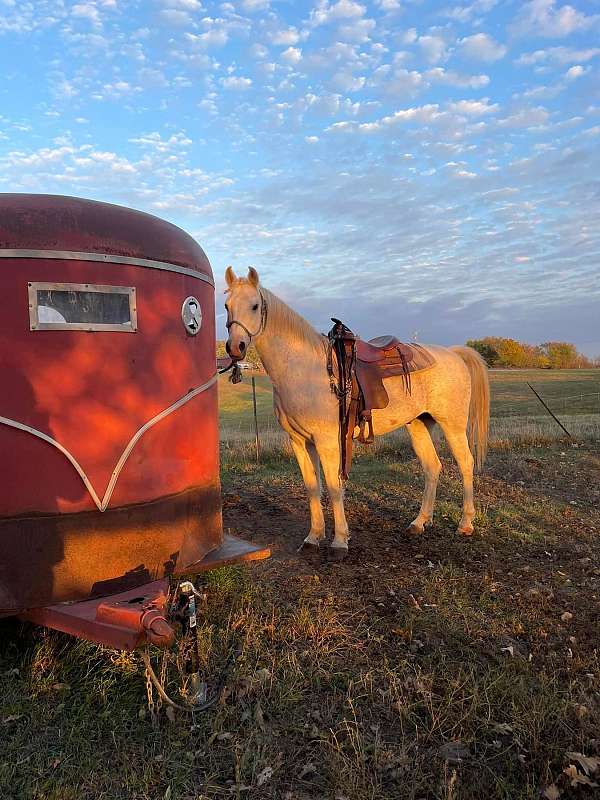 arabian-horse