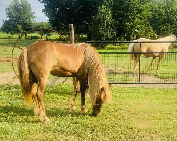 buckskin-welsh-cob-horse