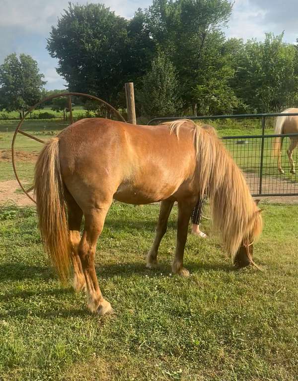 playday-welsh-cob-horse