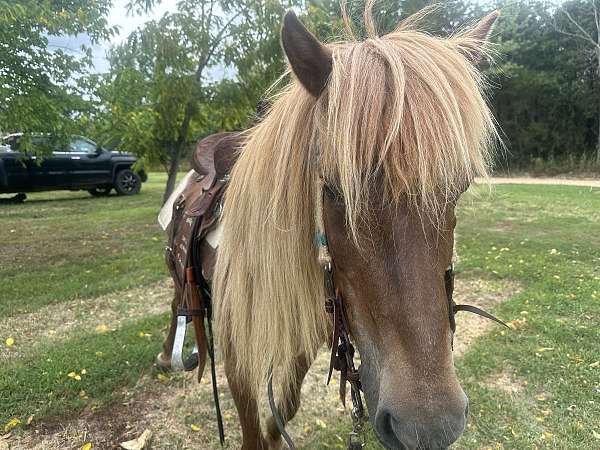 family-welsh-cob-horse