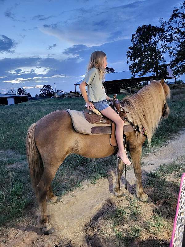 bombproof-welsh-cob-horse