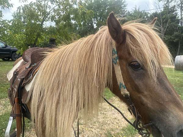 safe-welsh-cob-horse