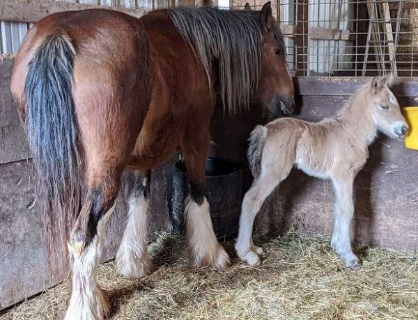 breeding-driving-clydesdale-horse