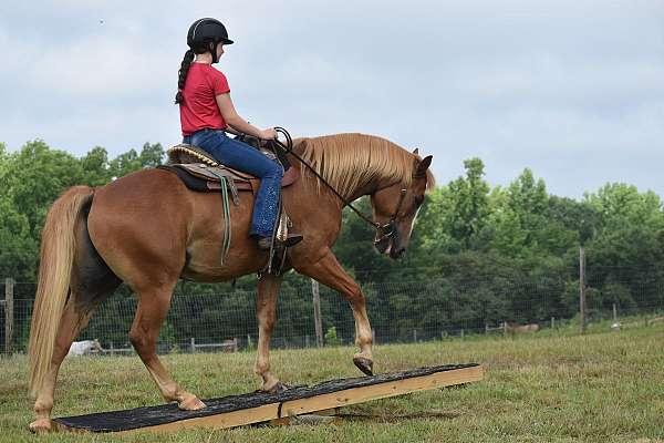 percheron-gelding