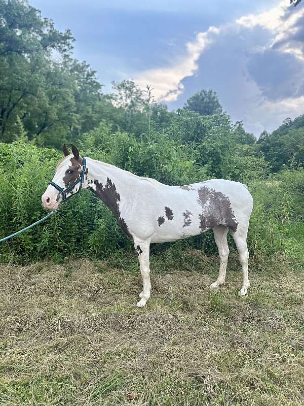 all-around-spotted-saddle-horse