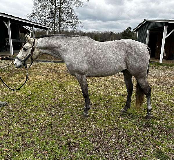 quarter-pony-gelding