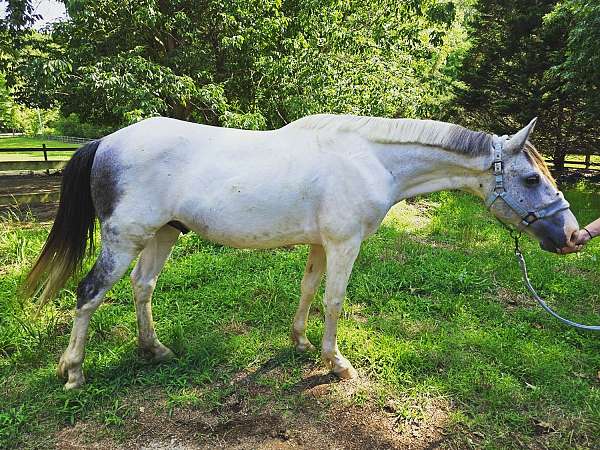 pony-gelding