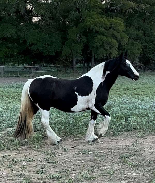 breeding-trail-riding-gypsy-vanner-horse