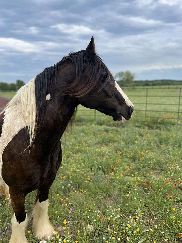 trail-broodmare-foal