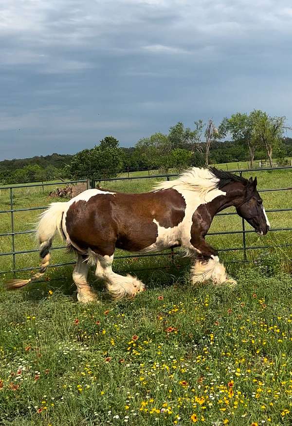 breeding-trail-riding-gypsy-vanner-horse