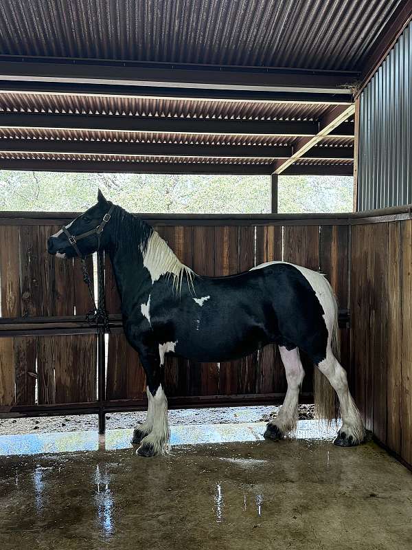 breeding-trail-riding-horse