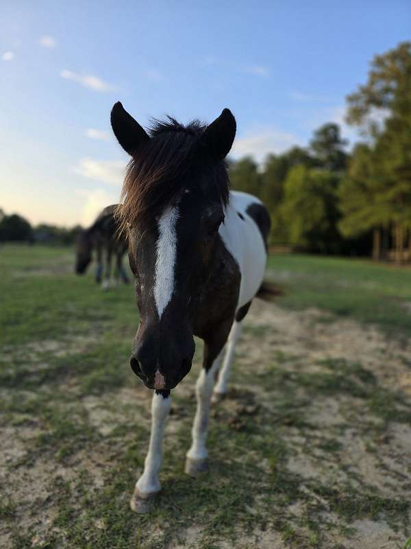 pony-gelding