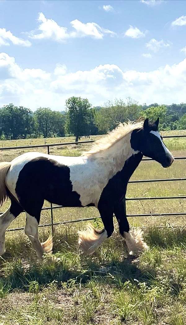 piebald-gypsy-vanner-filly