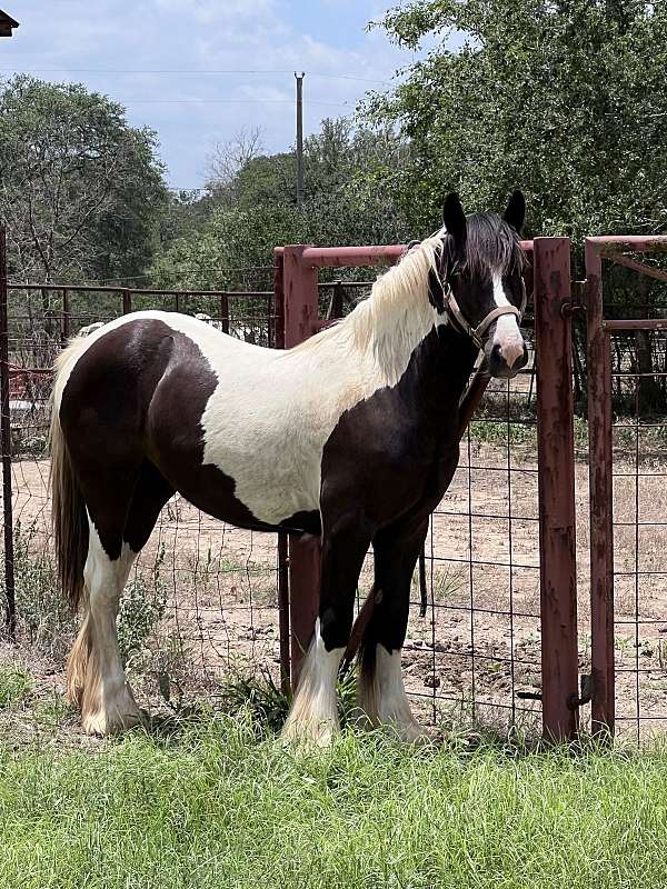 piebald-gvhs-filly