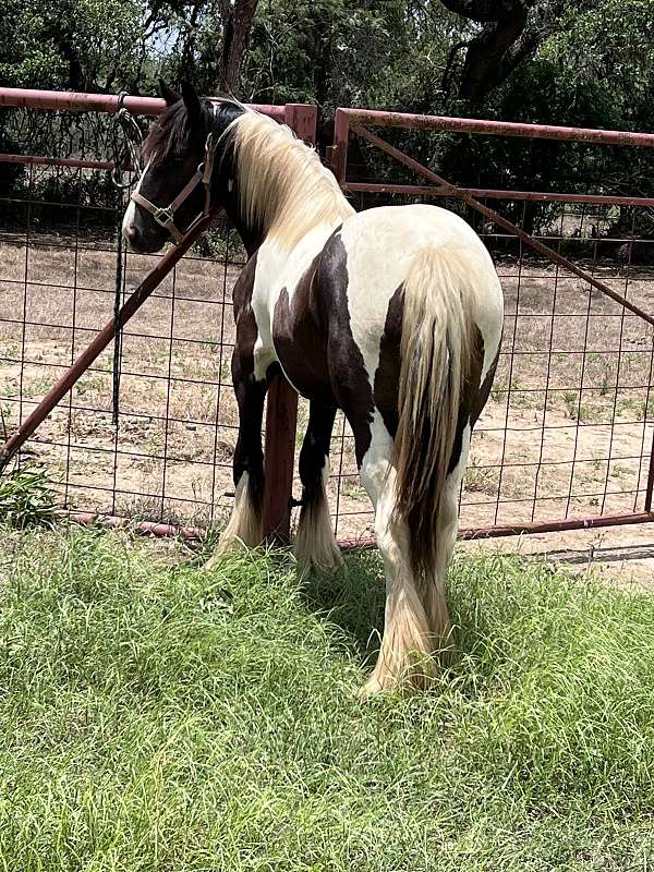 piebald-gvhs-horse