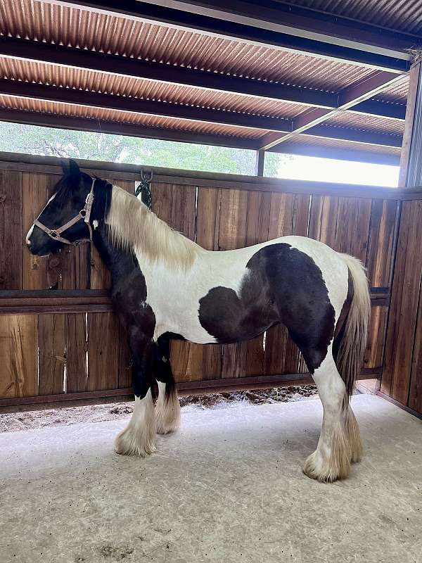 piebald-filly-for-sale