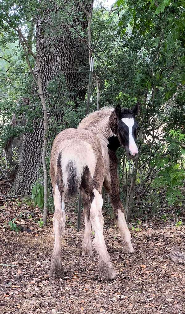 13-hand-gypsy-vanner-filly