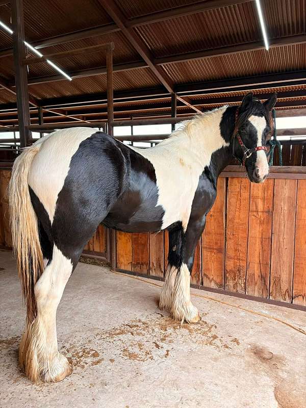 farrier-work-gypsy-vanner-horse