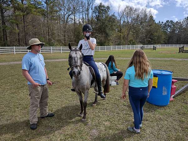 appaloosa-pony-for-sale