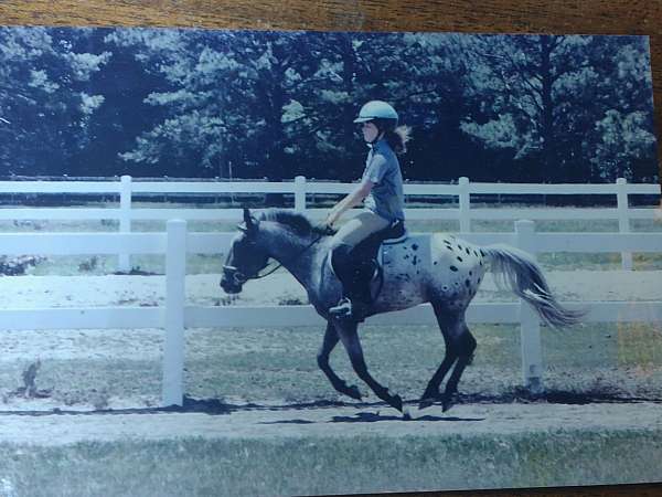 appaloosa-gelding