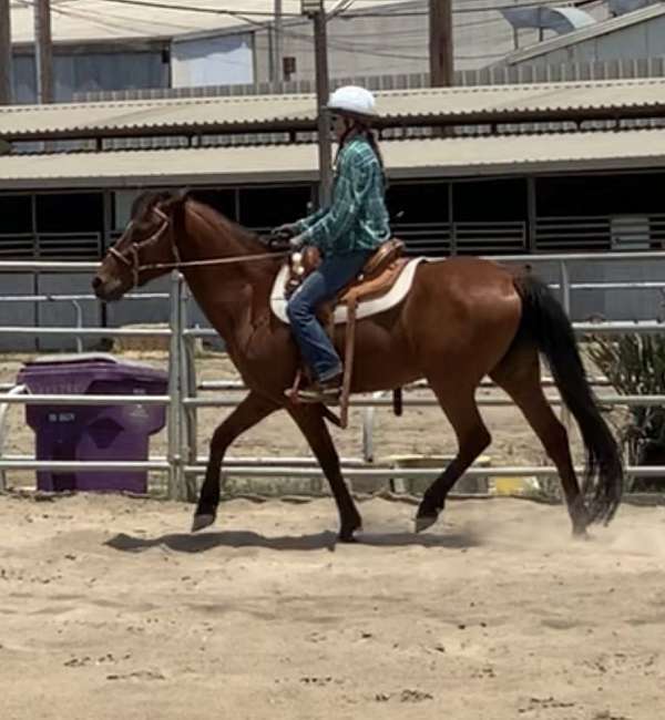 star-small-blaze-sock-on-left-hind-horse