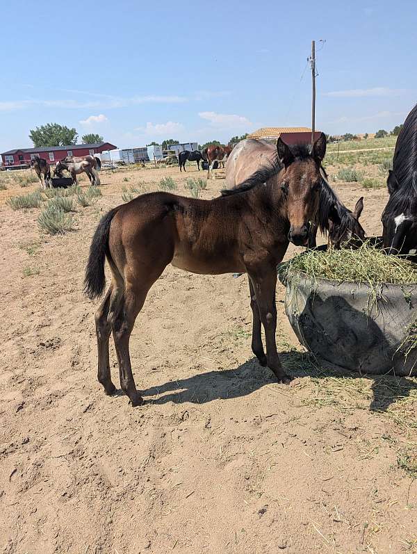 quarter-horse-filly