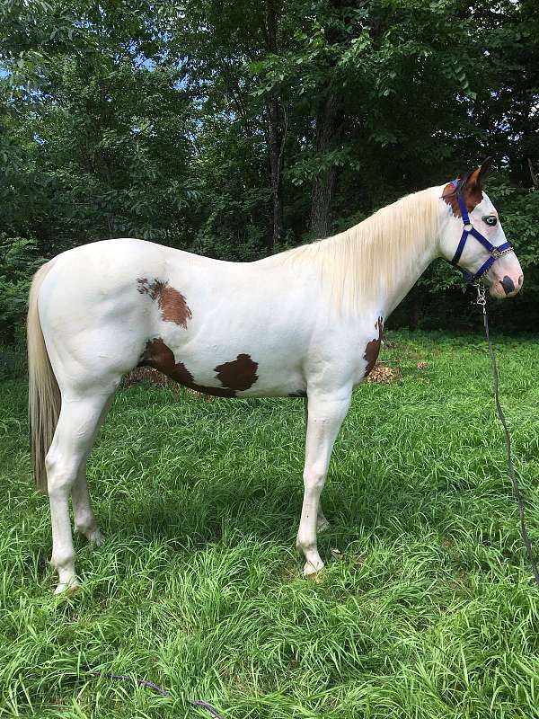 tovero-paint-gelding