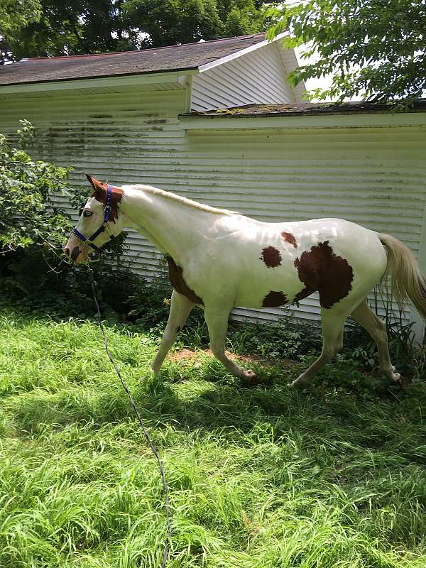 tovero-blue-eyed-horse