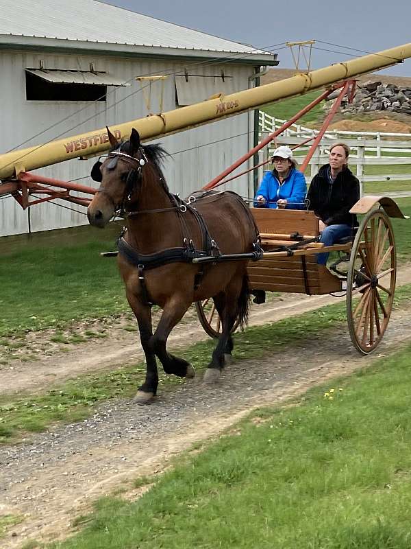 bay-morgan-horse