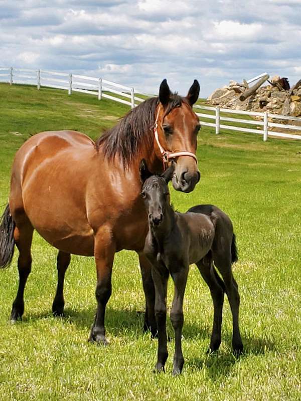 belgian-morgan-horse