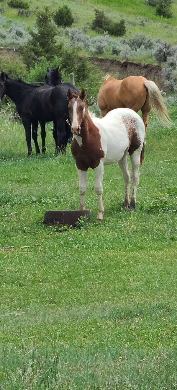 pinto-gelding