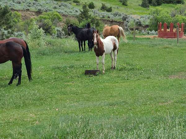 pinto-gelding