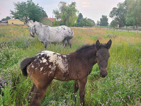 black-curly-percheron-mare