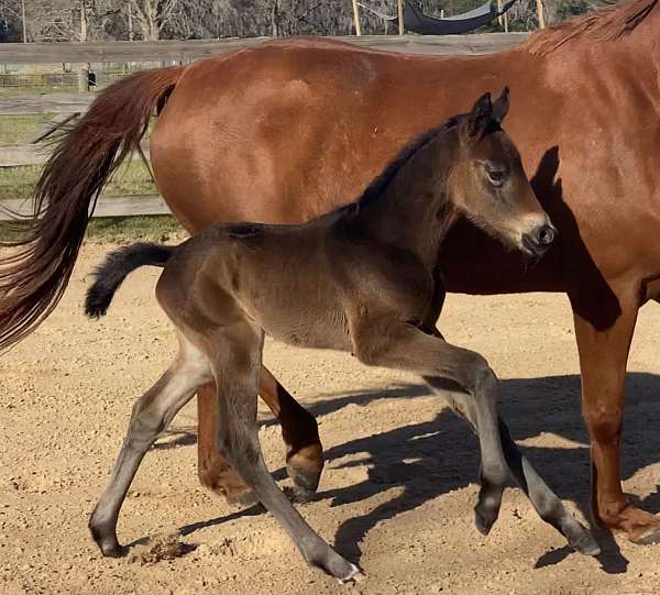 dressage-hanoverian-horse