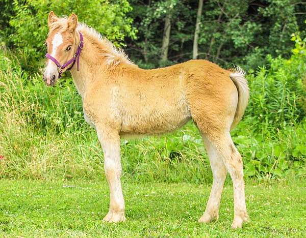 all-around-haflinger-horse