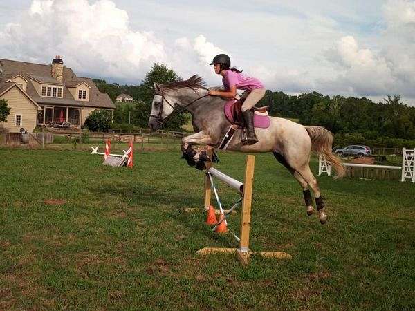 dressage-thoroughbred-horse