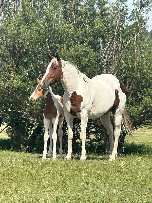 breeding-experienced-mare