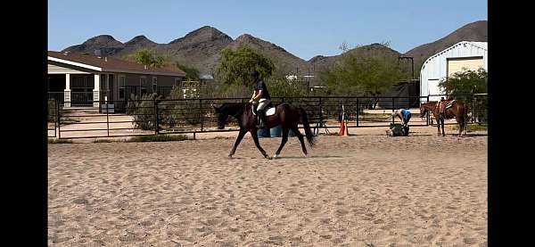 ability-thoroughbred-horse