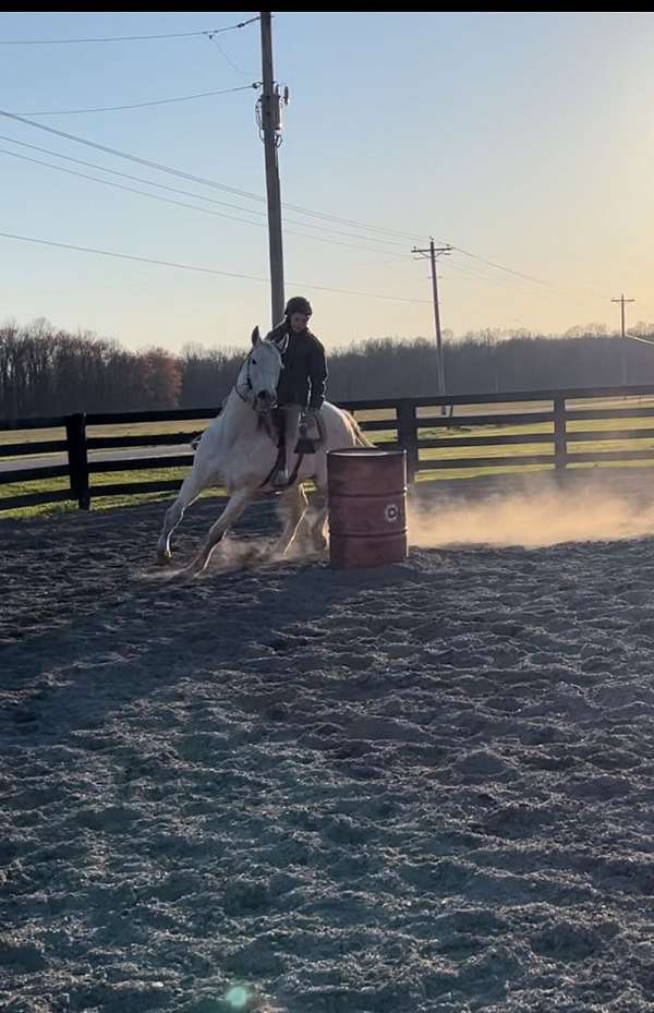 barrel-flashy-thoroughbred-horse