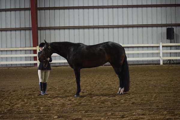 star-strip-snip-socks-on-hind-feet-horse