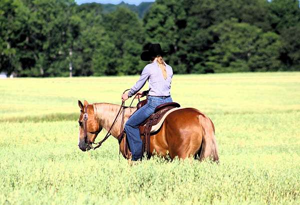 palomino-see-pics-horse