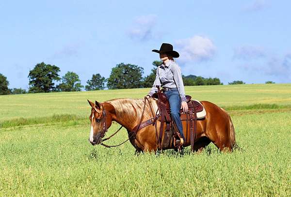 flashy-quarter-horse