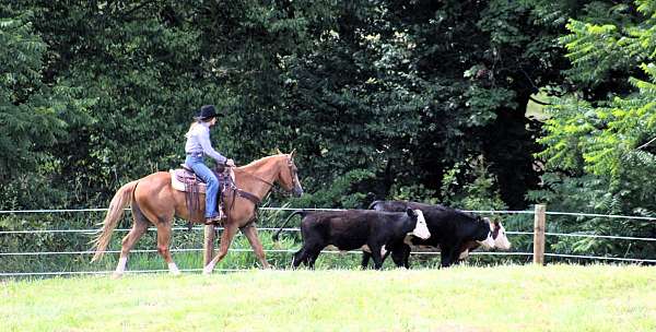 family-quarter-horse