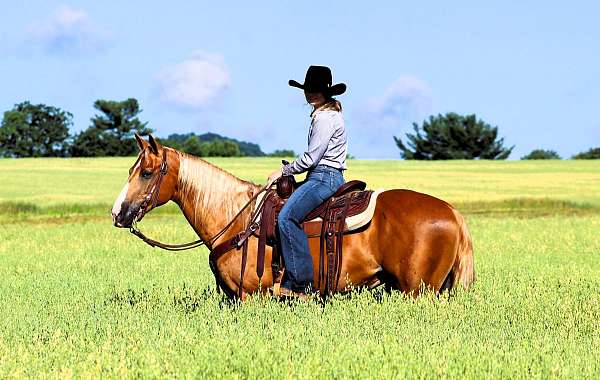 trail-quarter-horse