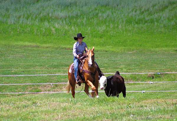 husband-safe-quarter-horse